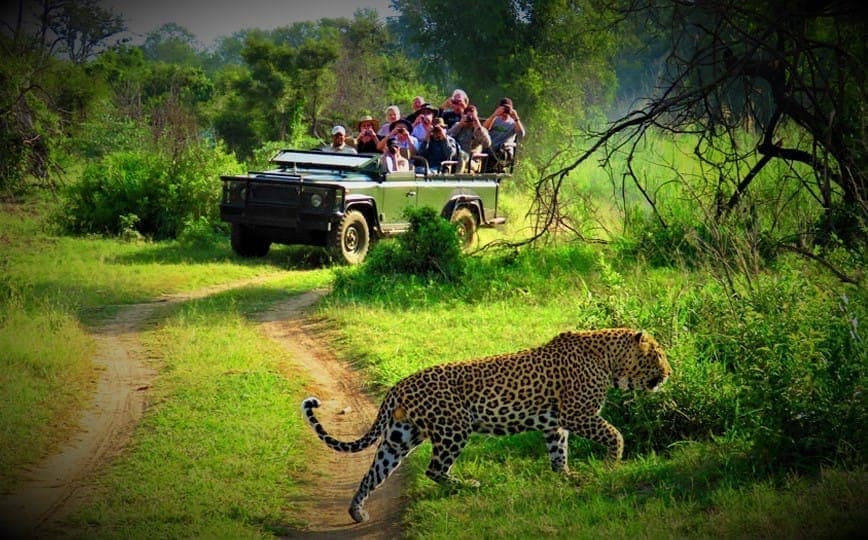 Wildlife Safari